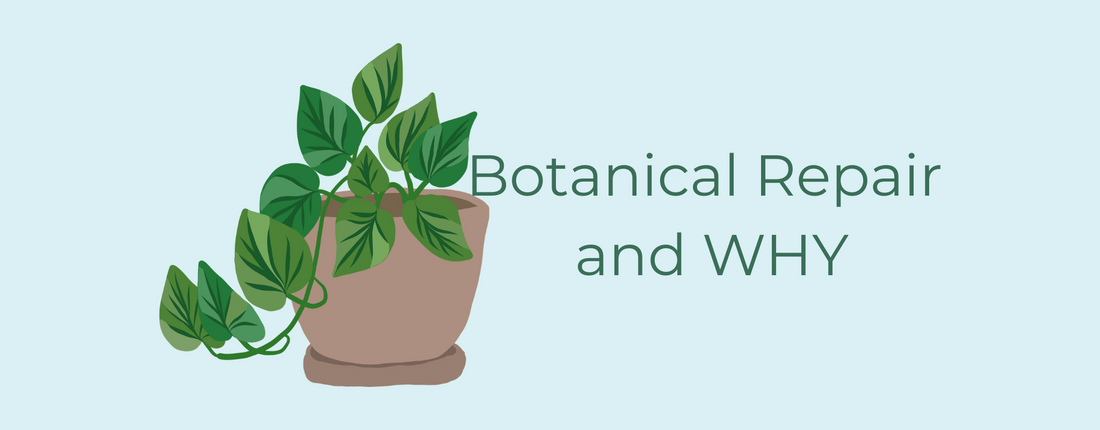 Aveda Botanical Repair hair care line displayed with lush botanical ingredients, showcasing plant-powered strength and damage repair for all hair types.