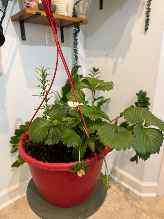 Strawberry Companion Planter 🍓🌿✨
